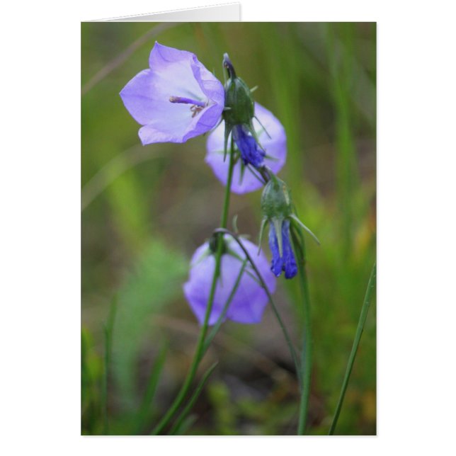 Harebell (Devant)