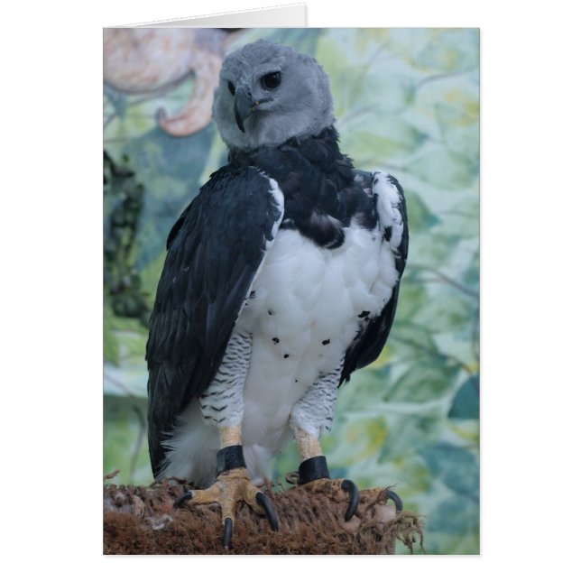 Harpy Eagle (Devant)