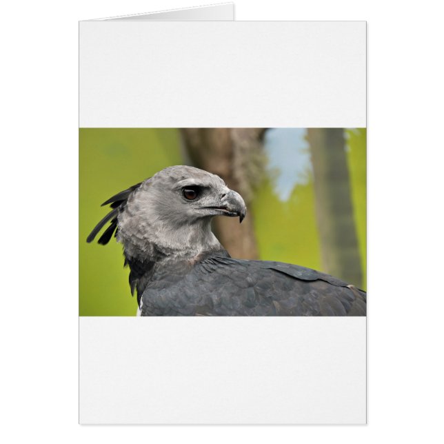 Harpy Eagle 1.JPG (Devant)