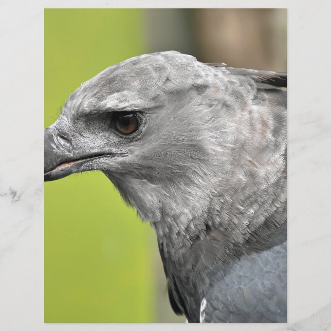 Harpy Eagle 2.JPG (Devant)