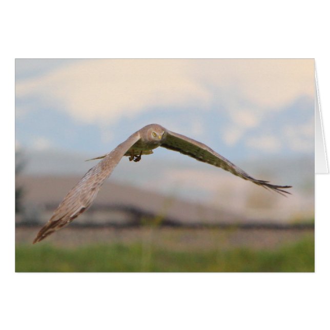 Harrier du nord (Devant horizontal)
