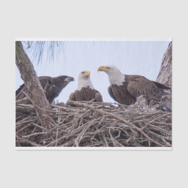 Harriet, papier de soie de la soie M et E9 (Recto)