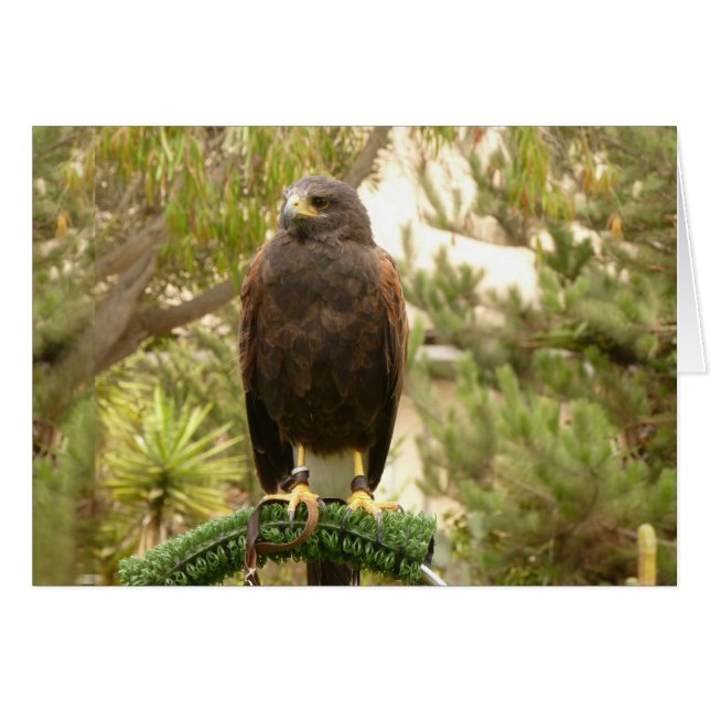 Harris Hawk (Devant horizontal)