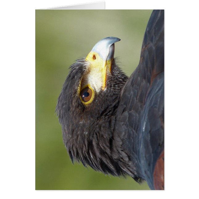 Harris Hawk (Devant)