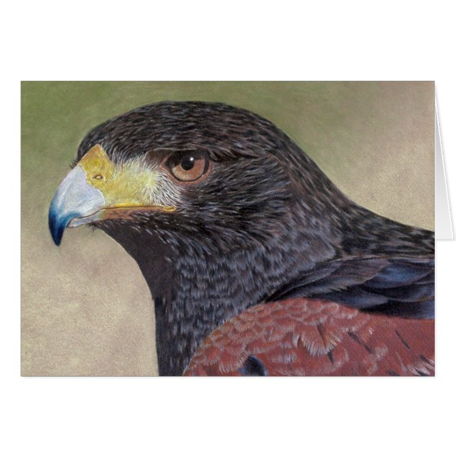 Harris Hawk-cp (Devant horizontal)