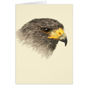 Harris Hawk - Mélange Moyen
