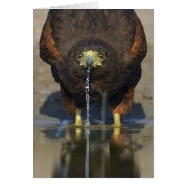 Harris Hawk Parabuteo unicinctus (Devant)