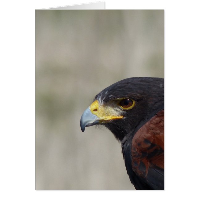 Harris Hawk Portrait (Devant)