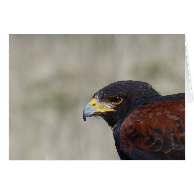 Harris Hawk Portrait (Devant horizontal)