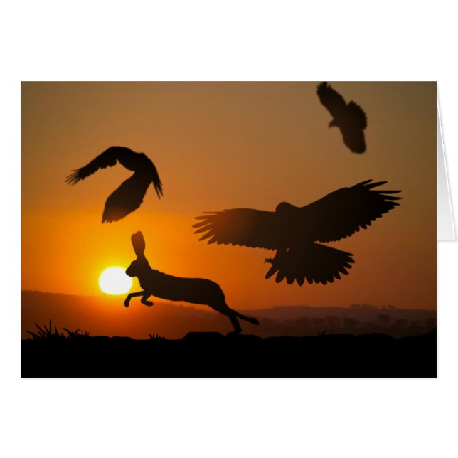 Harris Hawks (Devant horizontal)