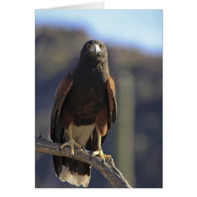 Harris's Hawk 3 (Devant)