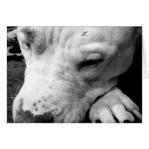 harry potier cicatrice chien blanc pit bull
