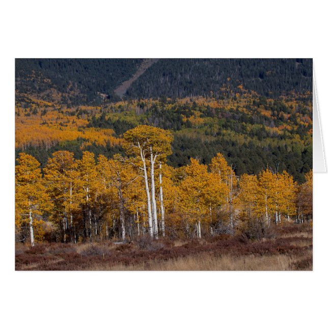 Hart Prairie Flagstaff, Arizona (Devant horizontal)