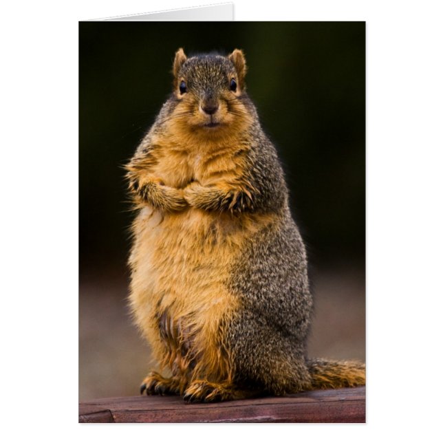 Haut debout (Devant)