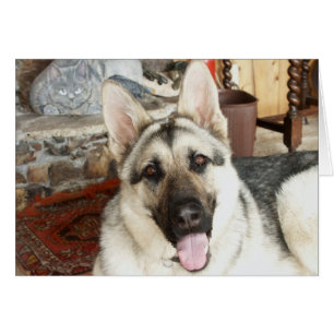 Haut étroit d'Australien