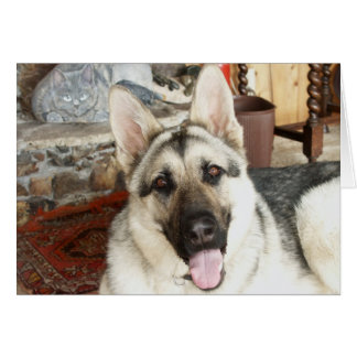 Haut étroit d'Australien