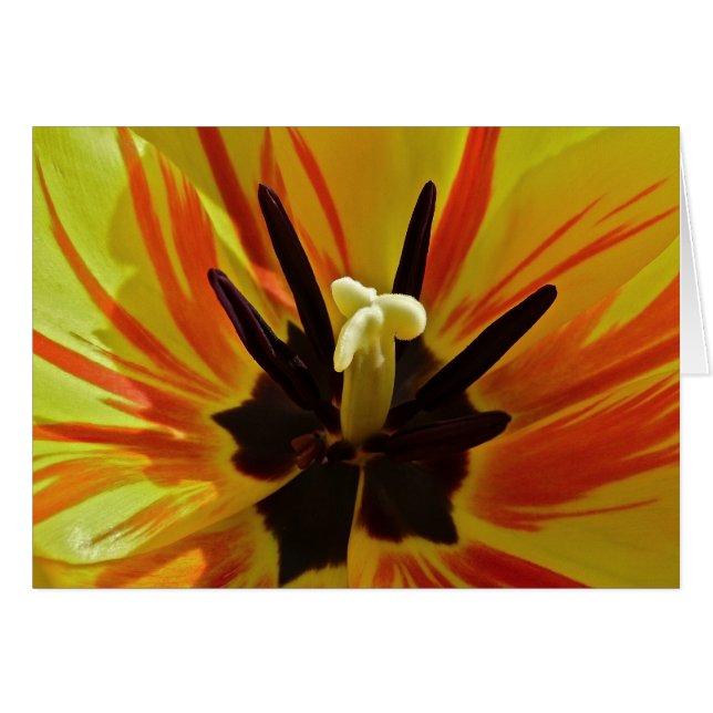 Haut étroit de tulipe (Devant Horizontal)