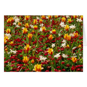 Haut parc coloré rouge au printemps, Toronto,