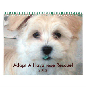 Havanais Secourir Puppies Calendrier 2012