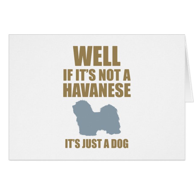 Havanese (Devant horizontal)