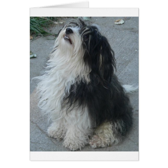 havanese_sitting.png (Devant)