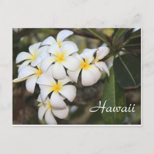Hawaï, fleurs blanches, carte postale