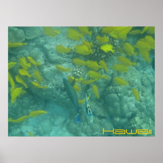 Hawaiian fish tropical poster (Devant)