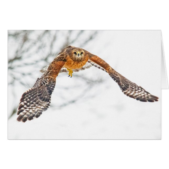Hawk en vol (Devant horizontal)