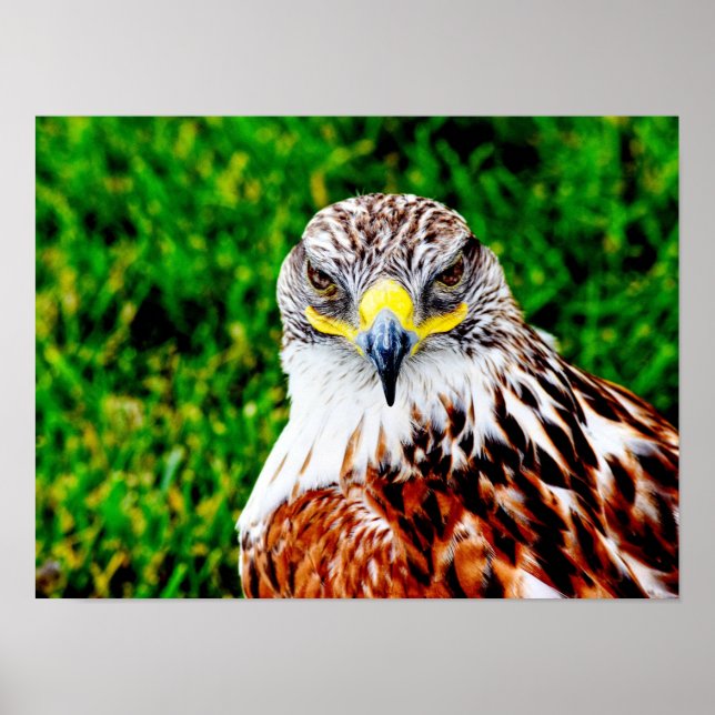 Hawk Eyes — impression d'art (Devant)