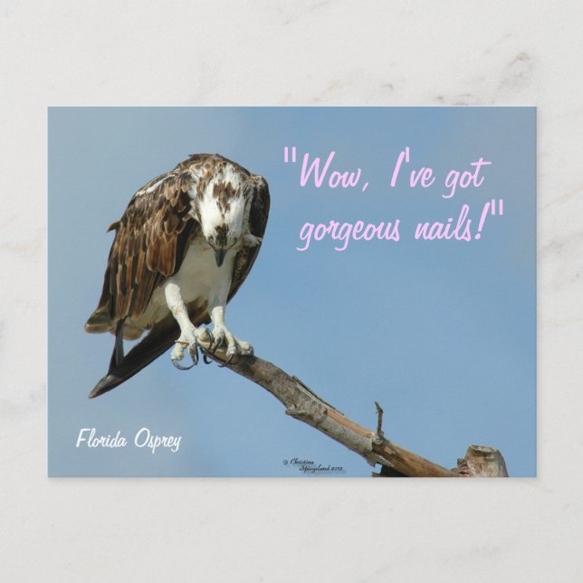 Hawk somptueux ongles Carte postale (Devant)