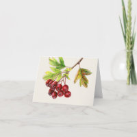 Hawthorn fruits fine art tombent carte quotidienne