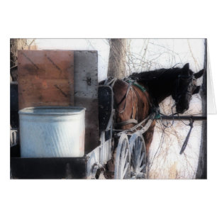 Hé Là, Effet Orton, Cheval Amish