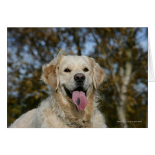 Headshot 3 de golden retriever