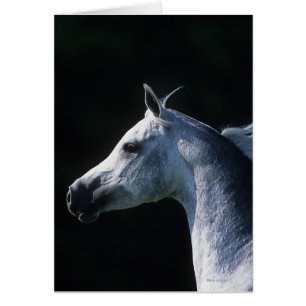 Headshot arabe 2 de cheval