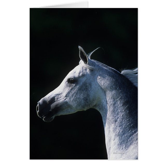 Headshot arabe 2 de cheval (Devant)