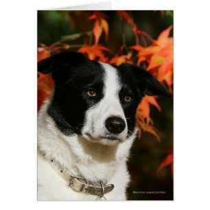 Headshot d'automne de border collie