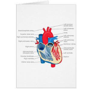 Heart_Anatomy