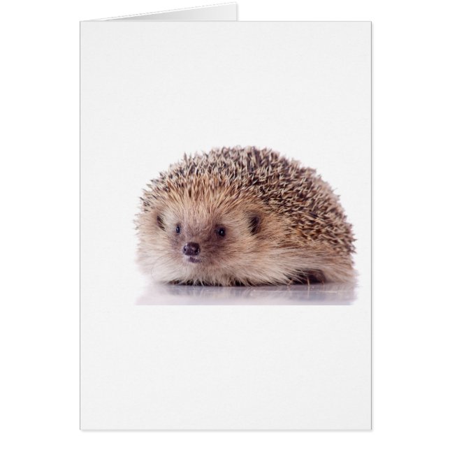 Hedgehog, (Devant)