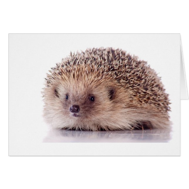 Hedgehog, (Devant horizontal)