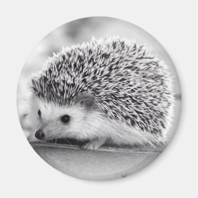 Hedgehog Magnet (Devant)