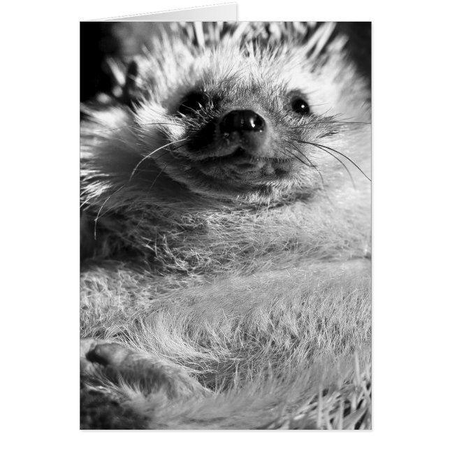 Hedgie (Devant)