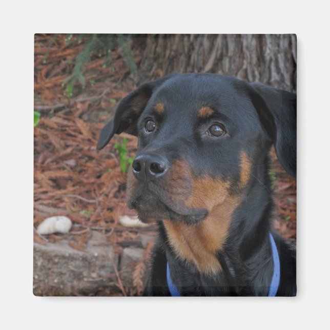 Heidi Rottweiler Magnet (Devant)
