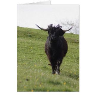 Heilan Coo