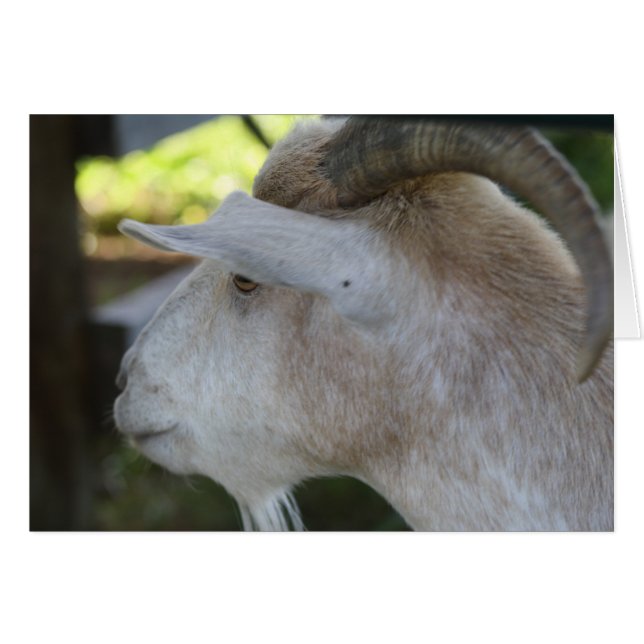 Helen (Devant Horizontal)