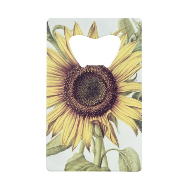 Helianthus annuus de 'Velins du Roi Vol.36' (Devant)
