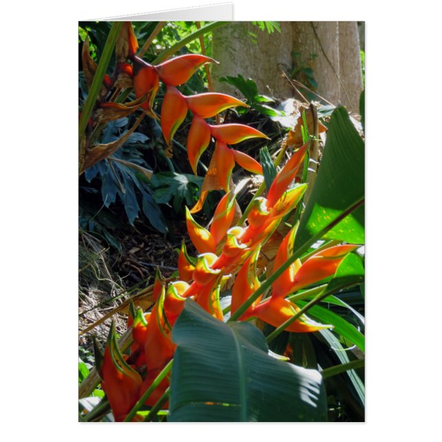 Heliconia (Devant)