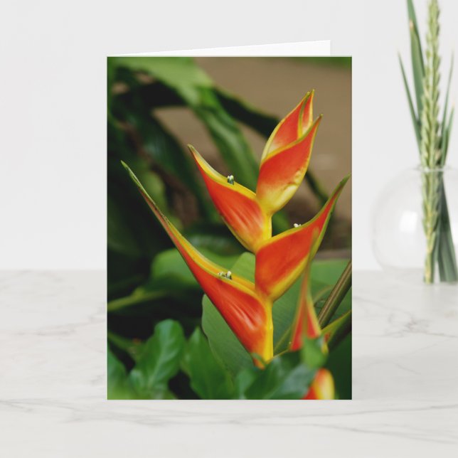 Heliconia, carte blanche (Devant)