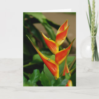 Heliconia, carte blanche