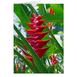 Heliconia hawaïen
