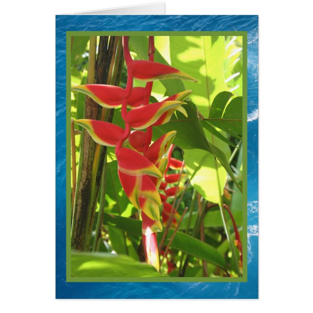 Heliconia rostrata (Devant)